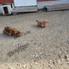 初々しさ。