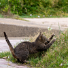 隣県西部離島のねこさん