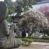 常立寺の梅と江ノ電撮り鉄散歩５