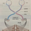 身体の使い方Seriesその94『目の動き』眼球の神経や筋肉の働きから障害・眼精疲労・歩行と目の関係までご紹介致します‼︎