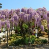 丹波の白毫寺に「ふじの花」を見に行く