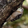 日本　自宅周辺の野鳥たち