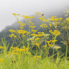 箱根湿性花園の秋の花々