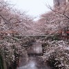 目黒川の桜 2013