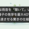 植物は雨音を「聞いて」いた、種子の発芽を最大40%加速させる驚きの仕組み