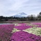 富士芝桜～四尾連湖