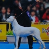 DOGO ARGENTINO