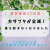 【帯状疱疹17日目】カサブタが全滅！薬を飲まなくなりました