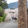 徳佐八幡宮の桜