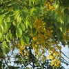 黄色い藤の花に見える・・・・・