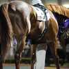 平日夜の大井競馬場