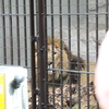 横浜の野毛山動物園は無料の動物園だぞ！