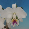 Cattleya labiata f.semi-alba