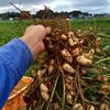 【千葉県産】茹でて美味しい生落花生 おおまさり　茹で方紹介付き