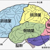 じじぃの「人間の脳の記憶力・容量は1000テラバイト？人体の超能力」