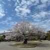 🌸 お花見 🌸