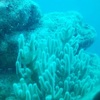 【結構ダーク】グアムで潜水艦に乗る