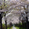 宇治川派流の桜