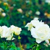 ６月２３日