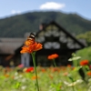 花農場 あわの