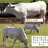 キアニーナとその他のイタリア肉用牛（世界の肉用牛9）　イタリアのキアニーナ種は，世界最古の飼育牛の一つとされ，赤身が主体ですが肉質はきめ細かく，柔らかいことがしられています． キアニーナの代表的料理としては，フィレンツェ名物「ビステッカ・アッラ・フィオレンティーナ」が特によく知られ，厚切りで豪快に焼き上げる調理が伝統的． イタリアの肉用牛としては，ヴィテッローネ・ビアンコ・デッラッペンニーノ・チェントラーレもよく知られていますが， 様々な品種（を包括する地理的表示ブランド．