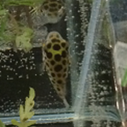 完全淡水ミドリフグ 嘘じゃないよね 熱帯魚 水草 昆虫 飼育データあれこれ 完全淡水ミドリフグ 嘘じゃないよね 熱帯魚 水草 昆虫 飼育データあれこれ