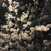 夜桜