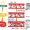 -STORY- ② ホメオスタシス療法　脳の健康編　【食から考えてみよう】