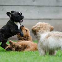【6選】大阪市内のパピーパーティー（子犬の交流会）まとめ～子犬の社会性を育む