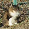 １月のファミリー公園の猫たち