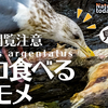 1229【ネコ食べるカモメ】鳥の糞で植物の種が拡散。カルガモ交尾失敗、ヒドリガモ鳴き声、スズメ、ピラカンサがムクドリに食べられる、腐肉食スカベンジャー【 #今日撮り野鳥動画まとめ 】 #身近な生き物語　鶴見川水系恩田川の野鳥達