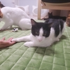 〈やは〉トライアル→卒業