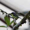 ハシナガタイランチョウ(Common Tody-Flycatcher)