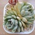 クリスタルの鉢増し植え替え
