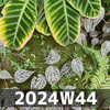 草花への興味 (2024W44)