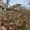 ご近所の花風景・・