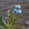 116  Forget-me-not