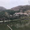 両団子でいけた！🐟in間瀬湖🌸桜