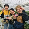 完熟いちご🍓狩り情報　3月5日(木)開園日です‼️✨🍀