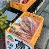 柿
