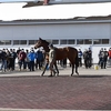 【イーストスタッド種牡馬展示会2022】が開催(新種牡馬ヴァンゴッホなど21頭)