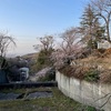 今朝の桜🌸