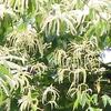 栗の花
