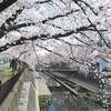 大江川緑道　桜めぐり 2022