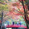 紅葉と山茶花