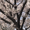 桜の木の下で