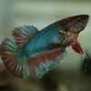 ベタ10週間後（2020/09/12）　Beta splendens after 10 weeks.