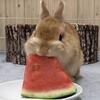 夏ですね🍉