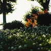 近所の公園に咲くシロツメクサ
