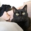 私のかわいい黒猫ちゃんののこちゃん。